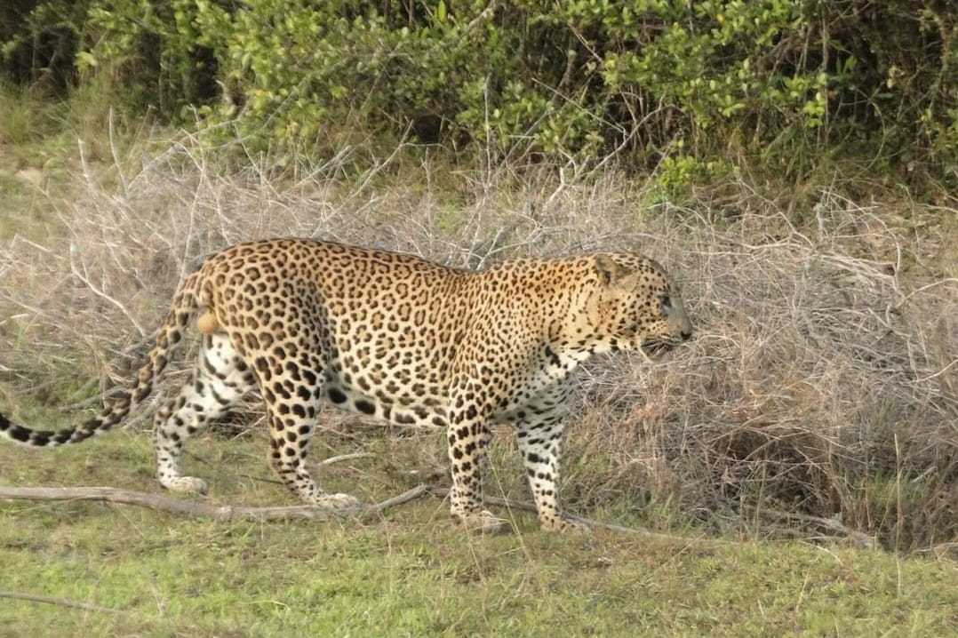 Jhalana Leopard Conservancy