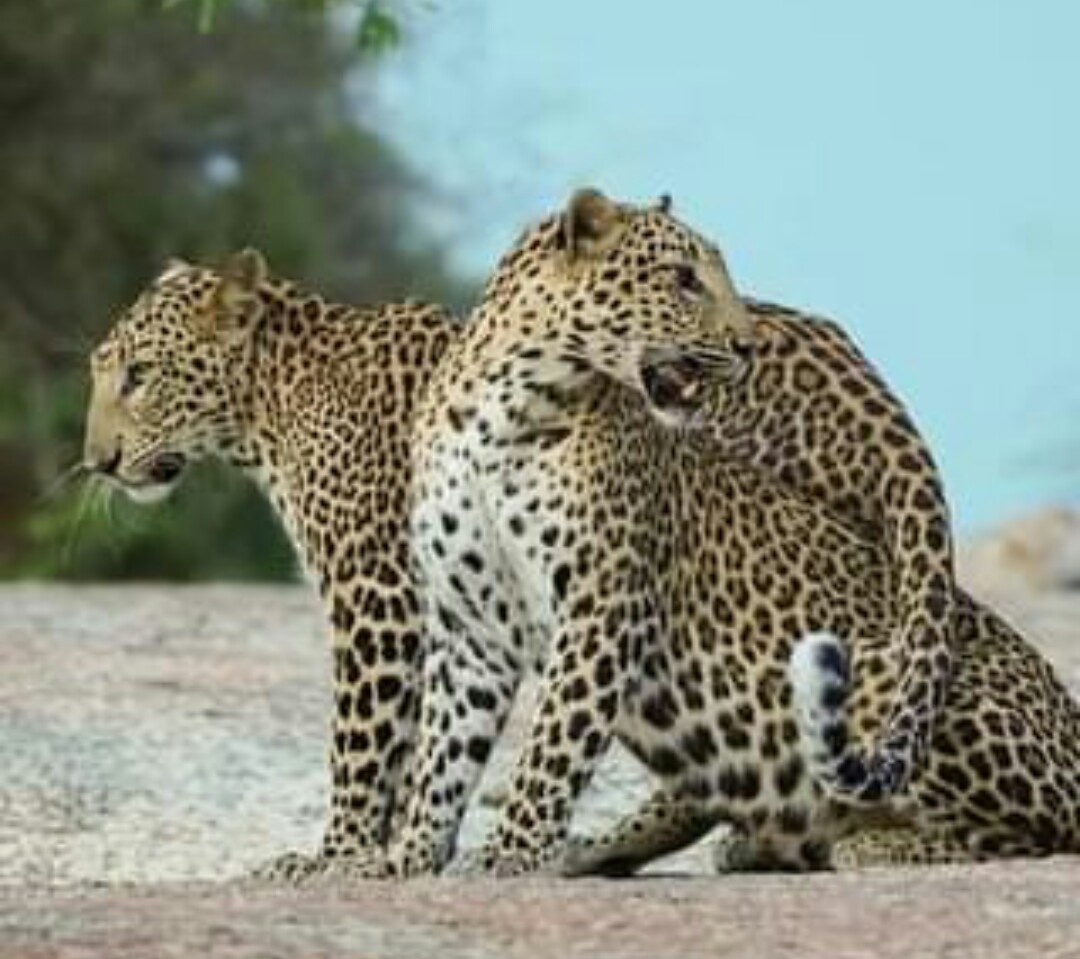 Jaipur & Jawai Wildlife Safari